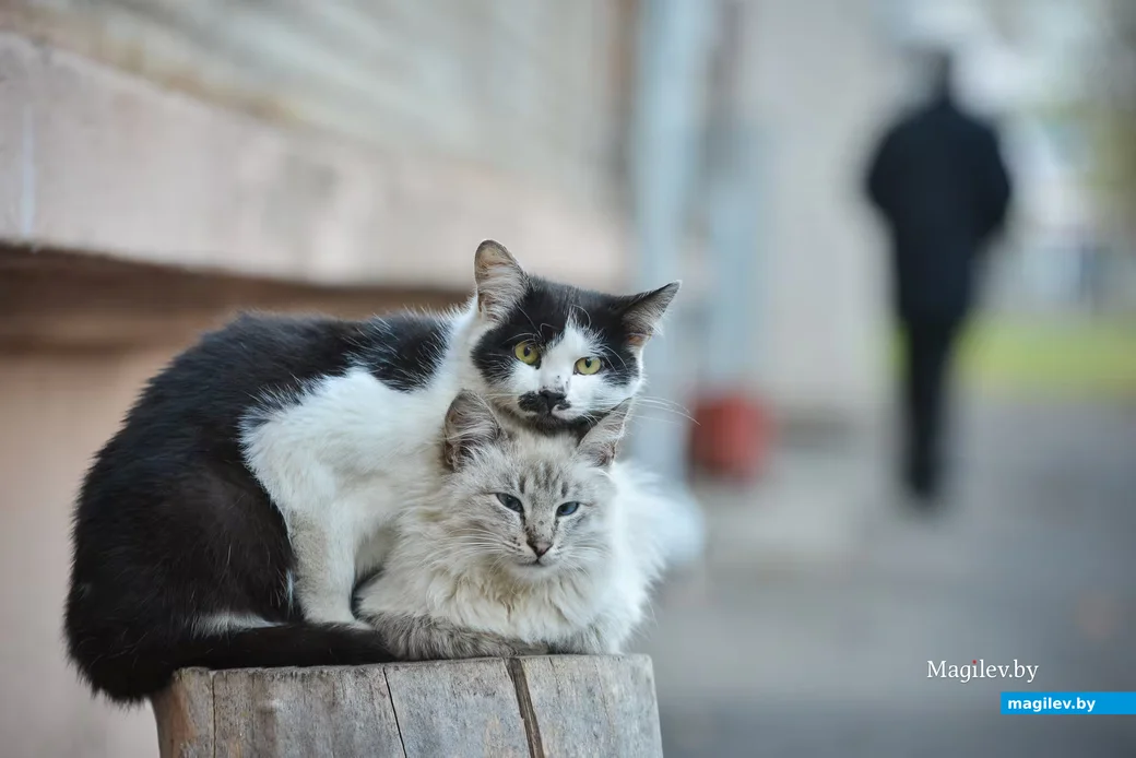 Черно-белые коты на улице Бобруйска.