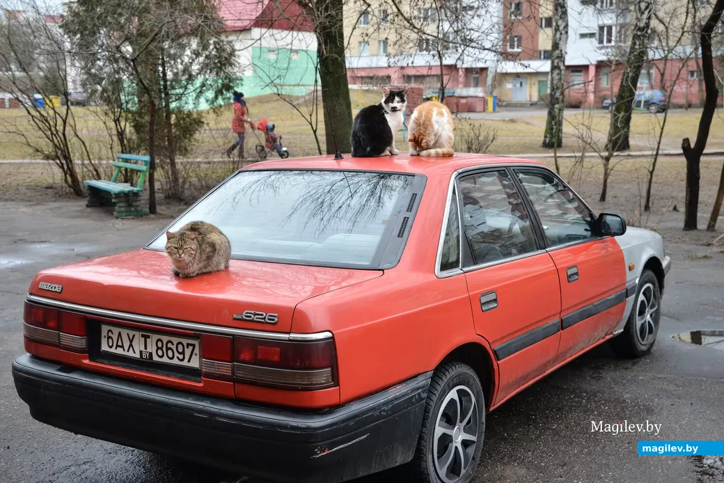 Бобруйск. Коты удобно устроились на автомобиле. Еще одно доказательство, что пушистики очень