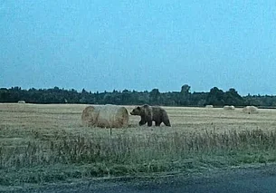Медведь разгуливает на полях в Осиповичском районе