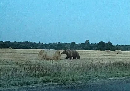 Медведь разгуливает на полях в Осиповичском районе