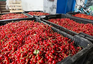 Белкоопсоюз закупил у населения излишки сельхозпродукции на 80 млн. рублей