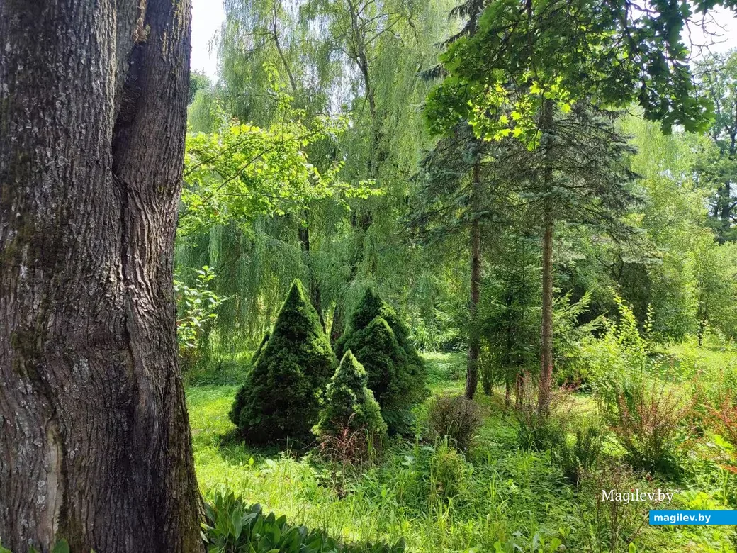13.08.2026. Город Горки, Могилевская область. Ботанический сад.  