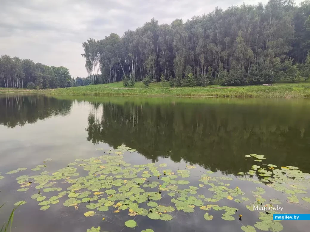  13.08.2026. Город Горки, Могилевская область. Нижнее озеро, где мы устроили уютное чаепитие.