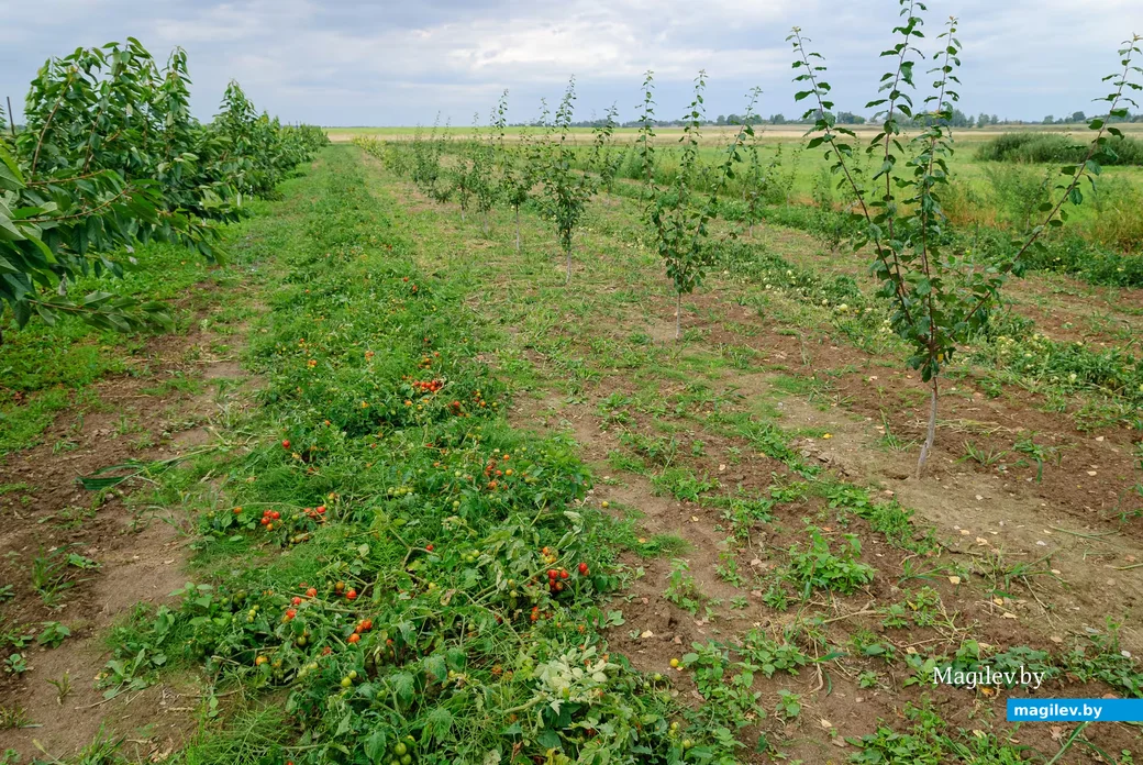 20.08.2026. Кировский район, Жиличи. В гостях у Сергея Лапенка.