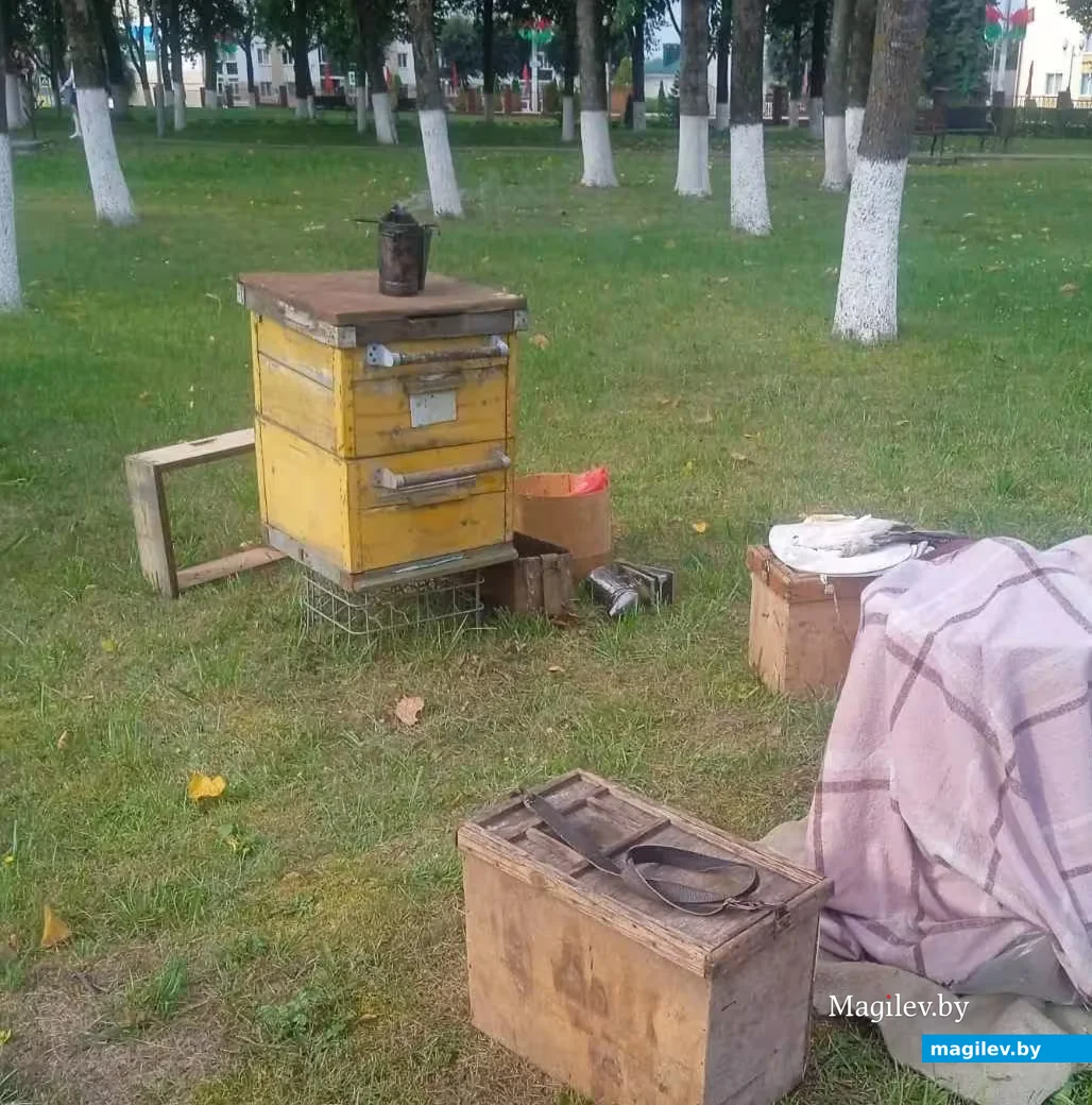 22.08.2026 г. Мікулічы паказвалі традыцыю пчалярства.
