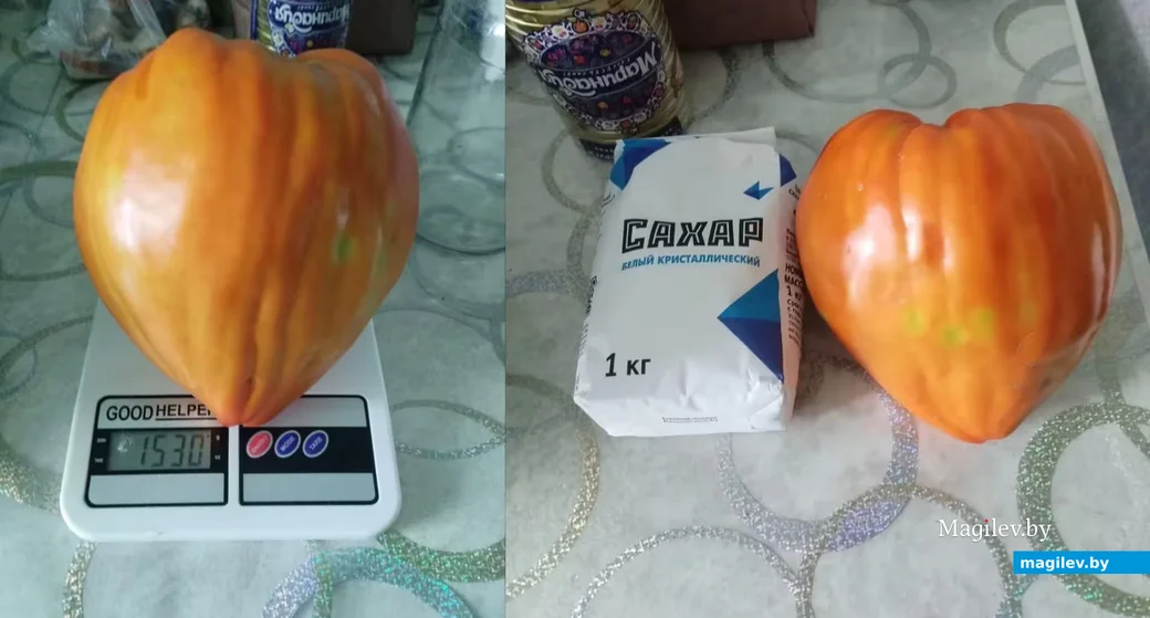  Чудо-томат бобруйчанки Людмилы Федоровны Романюк.