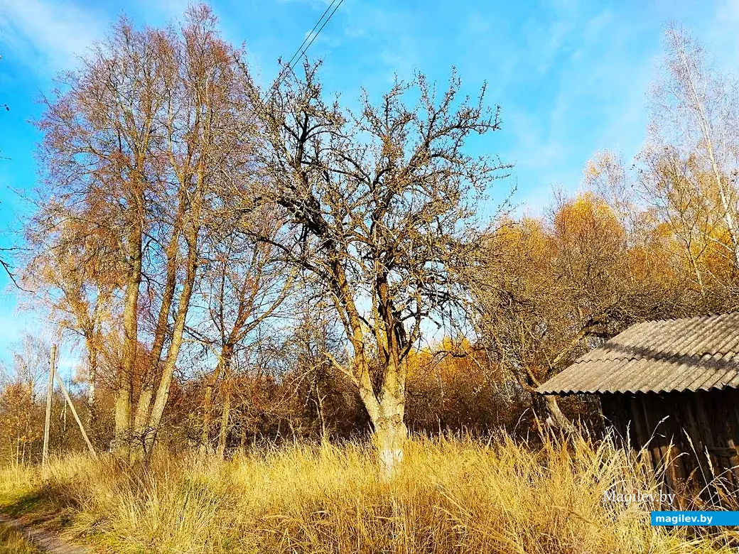  28.10.2026, Могилевский район, окраина агрогородка Речки.  