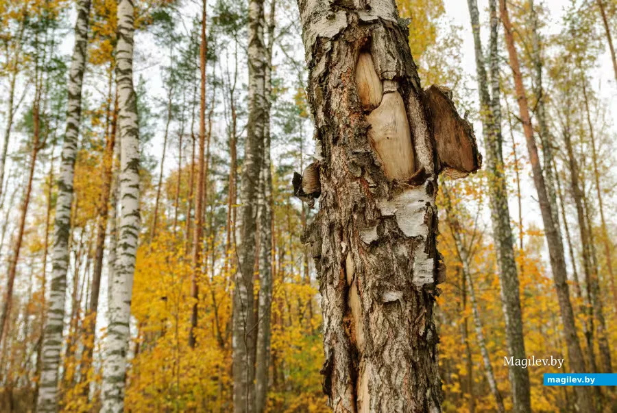 Фото: Александр Чугуев. 